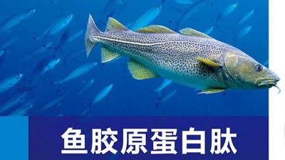 酶解法輔助制備低分子膠原蛋白肽