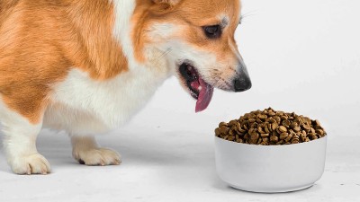 寵物飼料誘食劑是用什么做的？酶制劑很重要