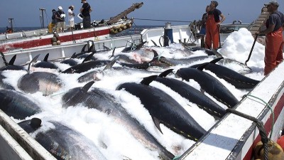 生產(chǎn)金槍魚肽選用哪款酶制劑？