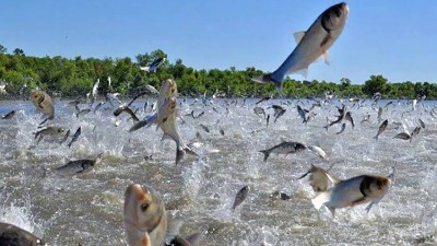 酶解魚溶漿用作水產誘食劑的優(yōu)勢